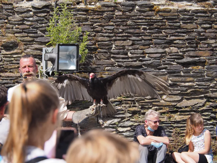 Birds of prey show at Chateau de La Roche-en-Ardenne (Belgium)